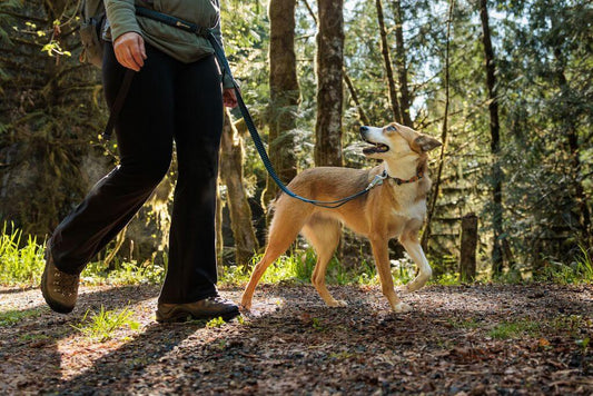 walking with a dog