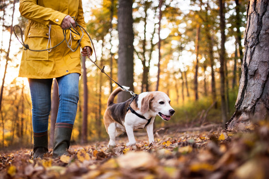 Tips and Safety Measures for Taking Your Dog on the Trail